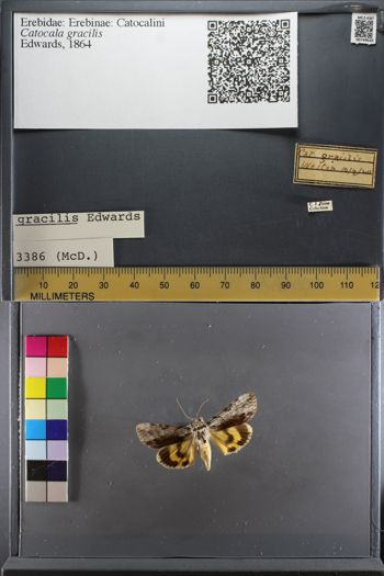 Media type: image;   Entomology 749620